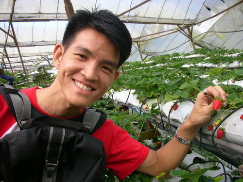 seng-lee_strawberry.jpg