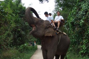 elephant rider the jungle house 01 300x200 The Elephant Rider (Korat   Thailand)