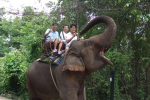 elephant rider the jungle house 03 300x200 The Elephant Rider (Korat   Thailand)