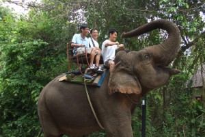 elephant rider the jungle house 04 300x200 The Elephant Rider (Korat   Thailand)
