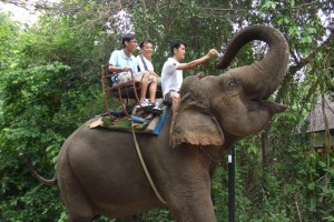 elephant rider the jungle house 05 300x200 The Elephant Rider (Korat   Thailand)